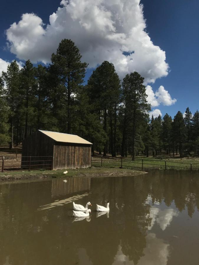 Grand Canyon 1Bd Loft/Suite-Horseback Riding-Shooting-Dogs Ok! Parks Exteriör bild